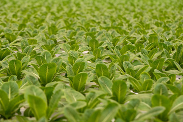 Vegetable in the Hydroponic farm. Hydroponics method of growing plants using water without soil