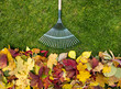 © Michael Sapryhin - Rake on a wooden stick and Colored  autumn foliage. Collecting grass clippings. Garden tools.