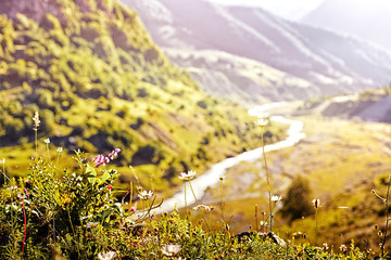 Wall Mural - Beautiful wildflowers on a background of mountain scenery. Natur