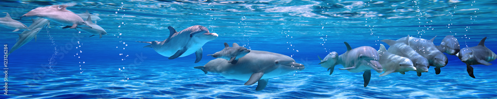 Panorama of Underwater life. Dolphins - obrazy, fototapety, plakaty 