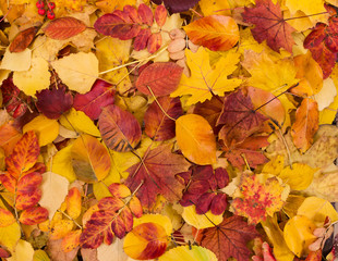 Colorful autumn leaves background