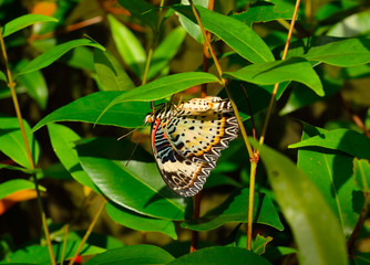 Wall Mural - Butterfly with leaf