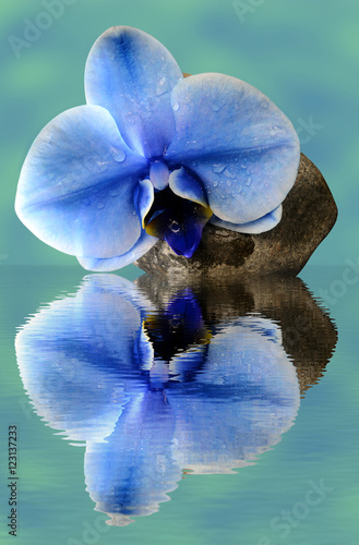 Fototapeta do kuchni Orchid blue flower, stone, water droplets