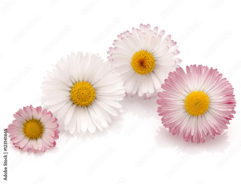 Beautiful daisy flowers isolated on white background cutout Stock Photo ...