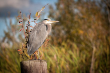 Heron Resting On Post In Pond