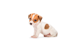 Jack Russell Terrier Puppy Isolated On White Background