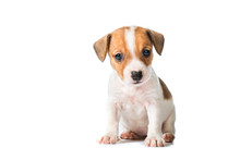 Jack Russell Terrier Puppy Isolated On White Background