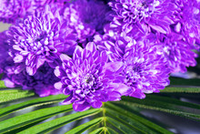 Bright Purple Chrysanthemums Background