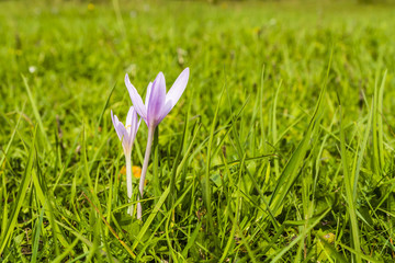 Flowers on a green meadow.