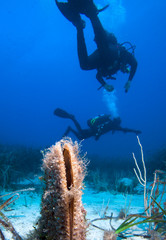 Wall Mural - Divers and Noble pen shell, Pinna nobilis, a marine bivalve mollusc of the Mediterranean sea,