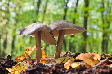 Edible mushroom Pluteus cervinus is commonly known as deer mushr