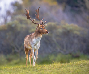 Canvas Print - Male Fallow deer walking