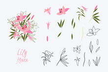 Illustration Greeting Hand-drawn Lily Floral Background