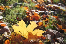 A Golden Maple Leaf Among Withered Leaves And Grass