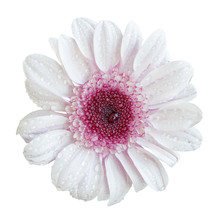 White And Pink Chrysanthemum Flower Macro Isolated On White