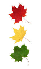 red, yellow and green maple leaves arranged like traffic light