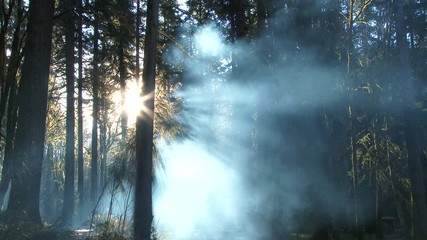Wall Mural - Beautiful fantasy style smoke forms in forest at sunrise in the Pacific Northwest, Oregon.