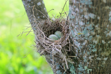 bird nest in nature