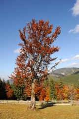 Poster - Autumn landscape with tree