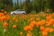 car orange flowers meadow mountains