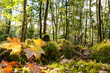 Verträumte Herbstlandschaft im Wald genießen, Glück, Freude, Meditation: Weicher Waldboden, sanftes Licht, Blätter, Bäume, rotes und gelbes Laub :)