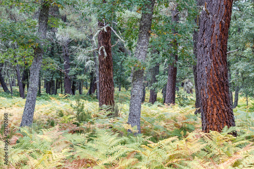 Bosque de helechos, robles y pinos. © LFRabanedo