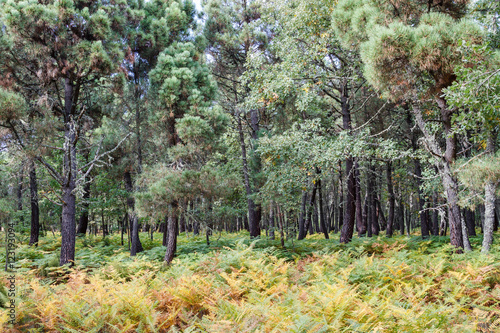 Bosque de helechos, robles y pinos. © LFRabanedo