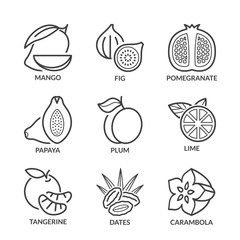 Wall Mural - basic fruits thin line icons 3 with text