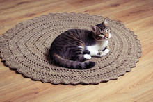 Cat On Carpet
