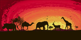 Fototapeta Dziecięca - sunset in africa , rhinoceros , camels , flamingos , goat, elephant, camel, vector
