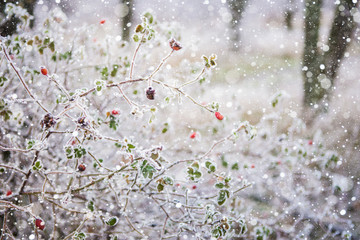  Large rose hips lifted. The berries are bright orange. Snowfall.