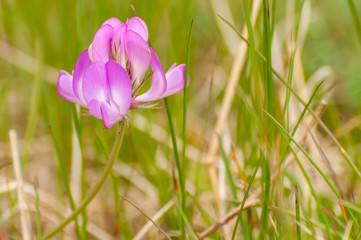 Wall Mural - pink flower meadow closeup