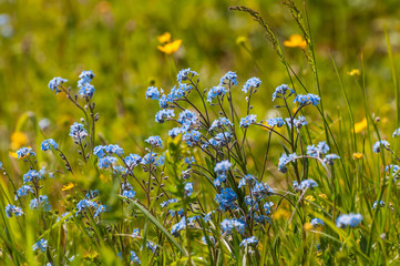 Wall Mural - forget-me-nots flowers meadow