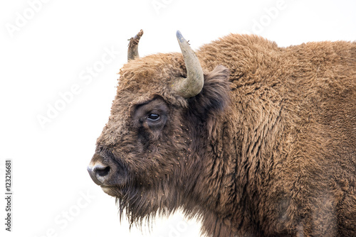 Fotografie, Obraz Bison bonasus - European bison - Milovice, Czech republic