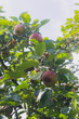 apple tree in summer