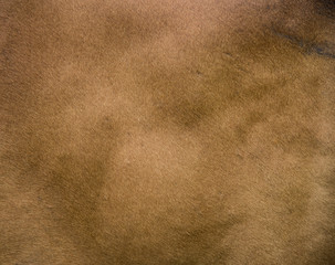 Texture of cow's skin.