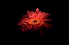 Red Gerbera Flower In Spotlight On Black Background