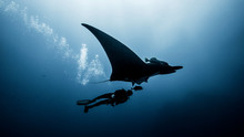 Underwater View Of Scuba Diver With Manta Ray