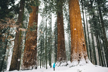 Woman By Giant Trees In Snow-covered Forest, Sequoia National Park, California, USA