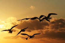 Gulls On The Coast At Sunset 7