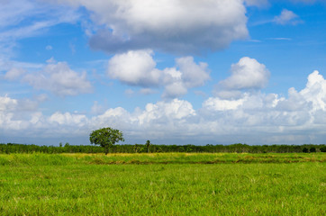 a tree alone on grass