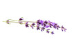 Lavender flowers isolated.