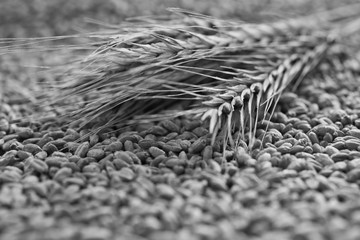 Rye ears closeup in black and white