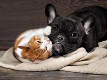 Funny Cat And Dog Lying On The Floor, Playing Hugging Each Other