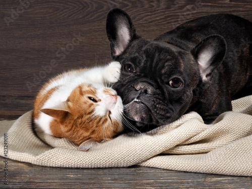 Plakat Zabawny kot i pies leżący na podłodze, grając przytulanie siebie