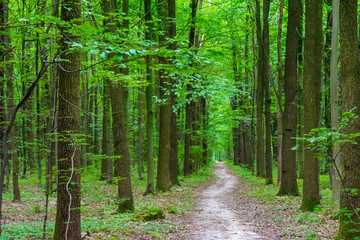  Photo of an old trees with road in a green forest