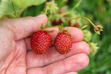 two beautiful fresh ripe and unripe red strawberries in the palm