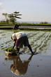 © JHMimaging - Field worker in on a rice paddy planting new rice