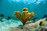 Fototapeta Do akwarium - Elkhorn Coral and sunlight