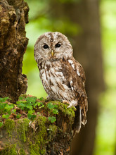 Young Tawny Owl In Forest - Strix Aluco